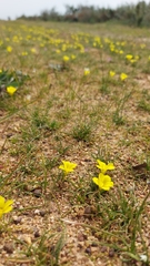 Moraea galaxia