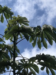 Cecropia