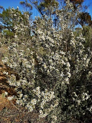 Leptospermum coriaceum