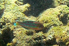 Thalassoma trilobatum
