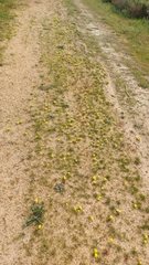 Moraea galaxia