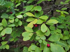 Ilex mucronata