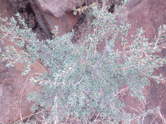 Diospyros austro-africana