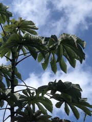 Cecropia