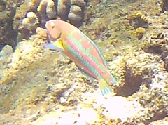 Thalassoma trilobatum