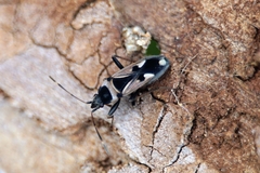 Raglius confusus