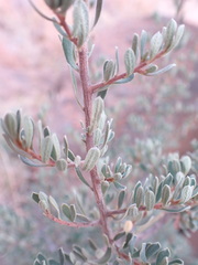 Diospyros austro-africana