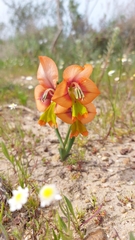 Gladiolus alatus