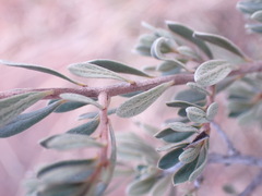 Diospyros austro-africana