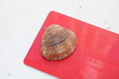 Veneridae