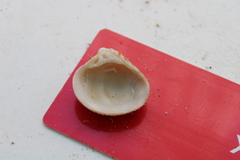 Veneridae
