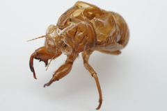 Hyalessa maculaticollis