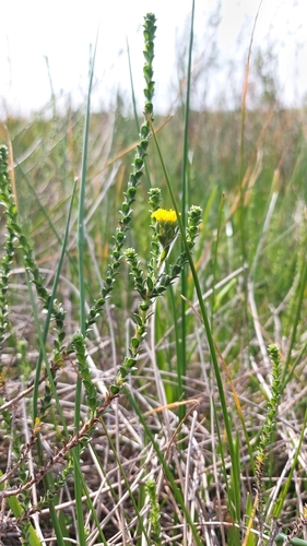 Athanasia capitata, photograph 4