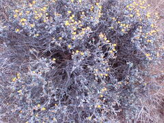 Oedera humilis