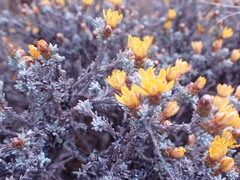 Oedera humilis