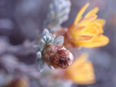 Oedera humilis