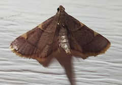 Hypsopygia