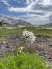 Valeriana sitchensis