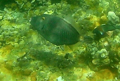 Cantherhines dumerilii
