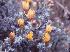 Oedera humilis