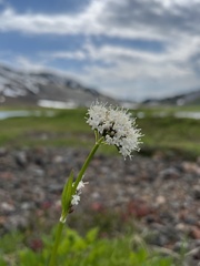 Valeriana sitchensis