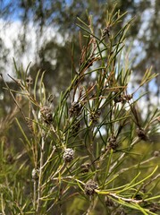 Melaleuca uncinata