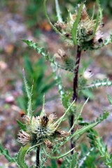 Cirsium hookerianum