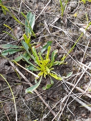 Ptilotus macrocephalus