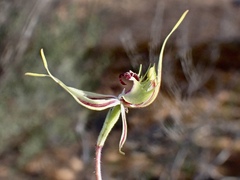 Caladenia verrucosa