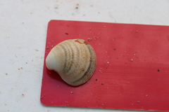 Veneridae