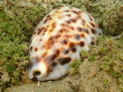 Cypraea tigris