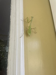 Stagmomantis limbata