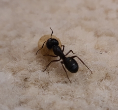 Camponotus modoc