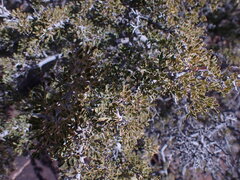Searsia burchellii