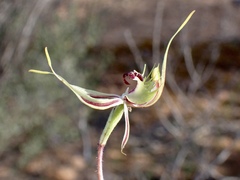 Caladenia verrucosa