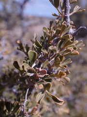 Searsia burchellii