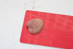Hysteroconcha rosea
