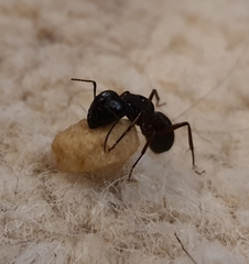 Camponotus modoc