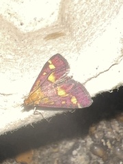Pyrausta purpuralis