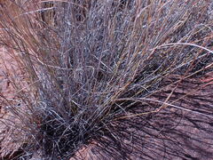 Aristida diffusa