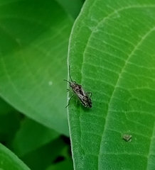 Lygaeoidea