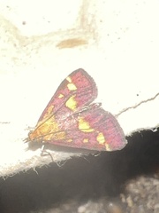 Pyrausta purpuralis