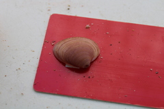 Hysteroconcha rosea
