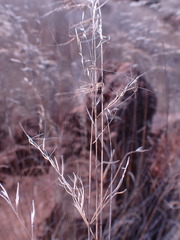 Aristida diffusa