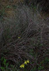 Caladenia flava flava