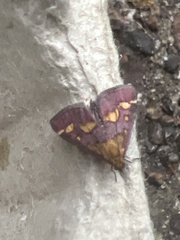 Pyrausta purpuralis