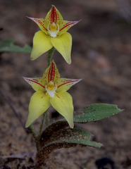 Caladenia flava flava