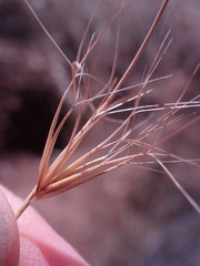 Aristida diffusa