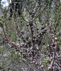 Melaleuca brevifolia
