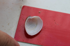 Hysteroconcha rosea